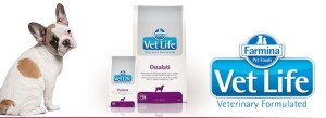 vetdog
